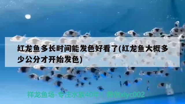 齊齊哈爾水族批發市場地址電話是多少號（齊齊哈爾水產批發電話）（北京花卉市場有哪些）