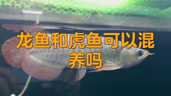 龍魚和虎魚能混養嗎？（魚和虎魚能否混養是一個備受關注的話題在探討這一問題時需要考慮）