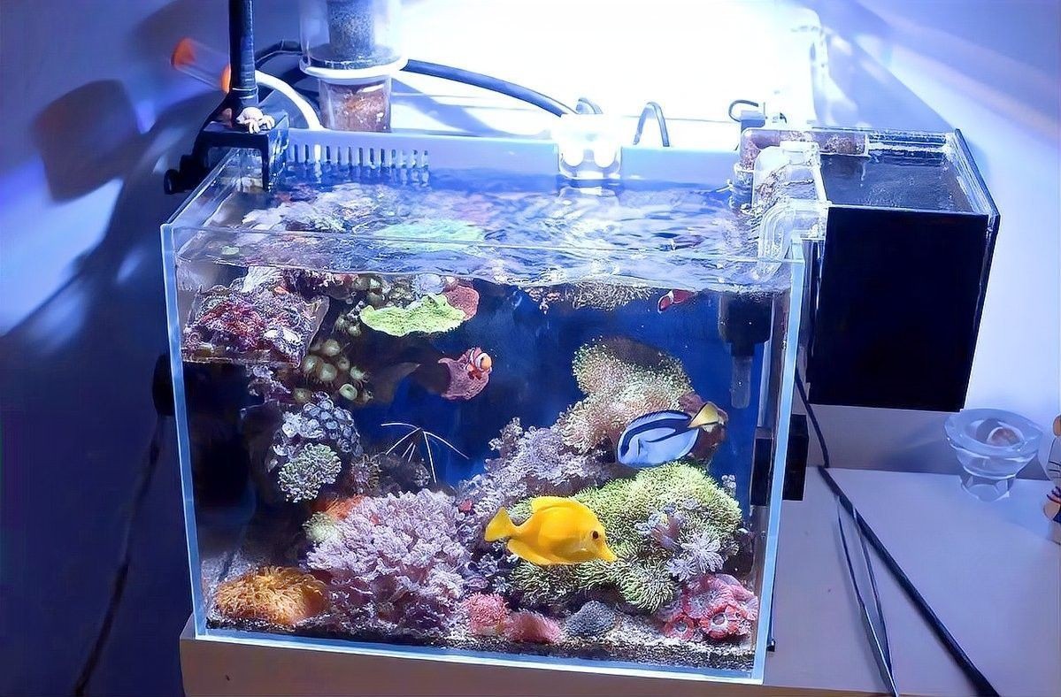 如何選擇適合金龍魚的加熱棒（如何選擇適合大型龍魚缸的加熱棒）