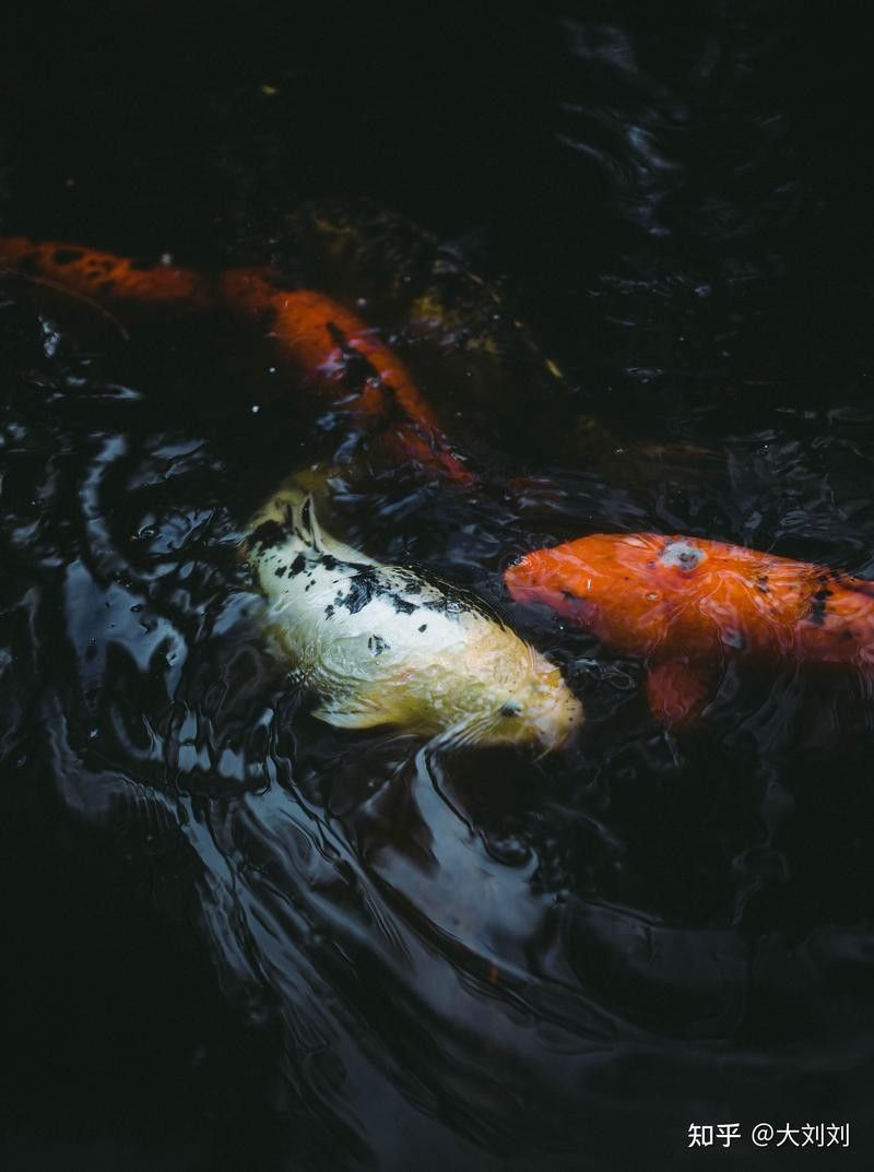 如何選擇適合金龍魚的加熱棒（如何選擇適合大型龍魚缸的加熱棒）