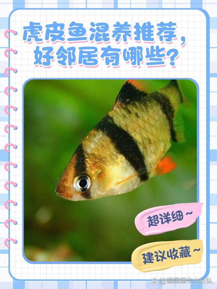 哪些魚種適合與虎魚混養？（哪些魚適合與虎魚混養）