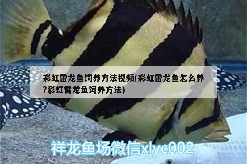 彩虹雷龍魚飼養(yǎng)方法視頻(彩虹雷龍魚怎么養(yǎng)?彩虹雷龍魚飼養(yǎng)方法)（七彩雷龍魚怎么飼養(yǎng)）