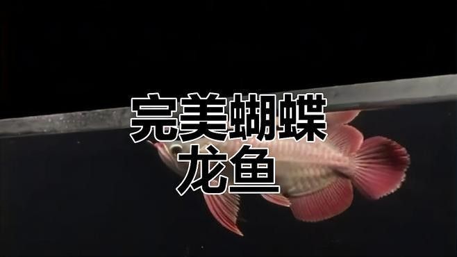 臺灣蝴蝶龍魚