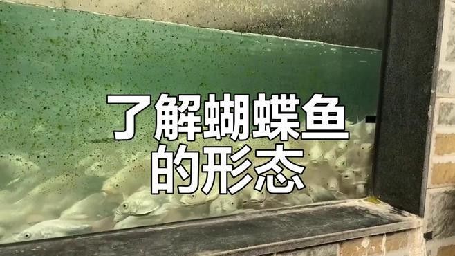 臺灣蝴蝶龍魚