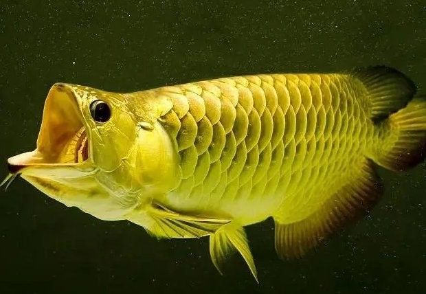 如何判斷藍(lán)寶石龍魚的年齡？（如何判斷一條魚的年齡）