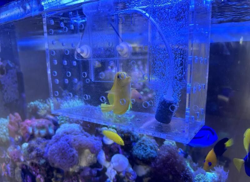 如何判斷藍(lán)寶石龍魚的年齡？（如何判斷一條魚的年齡）