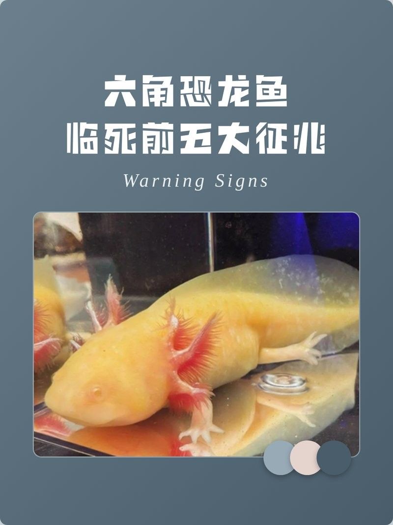 六角恐龍魚要死的癥狀（六角恐龍魚臨死前五大征兆解析六角恐龍魚快死的征兆） 六角恐龍魚要死的癥狀（六角恐龍魚臨死前五大征兆解析六角恐龍魚快死的征兆） 觀賞魚百科 第1張