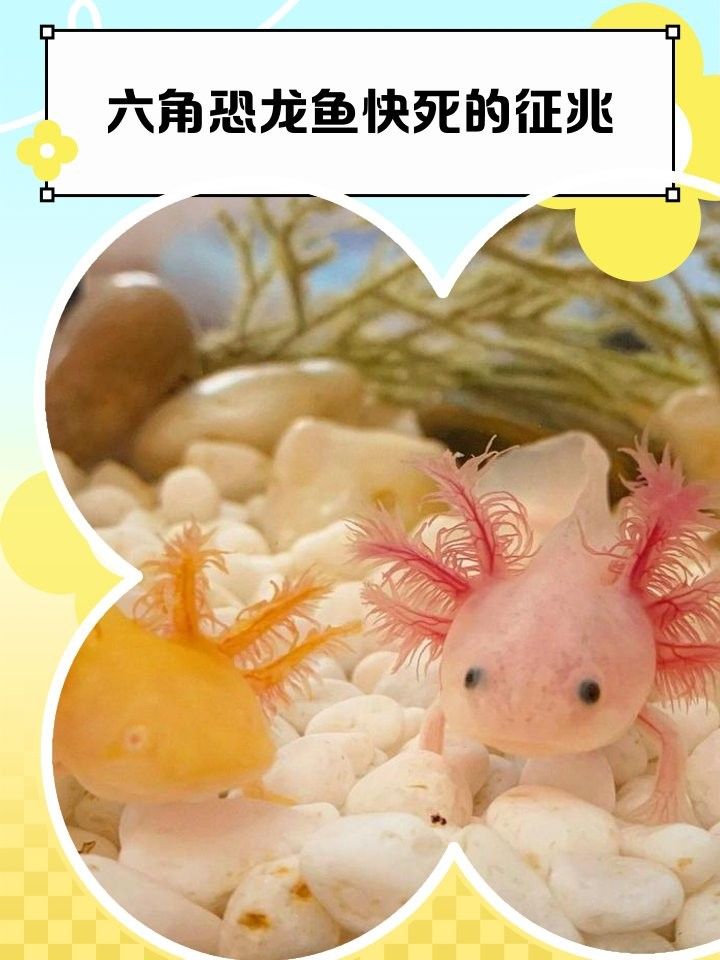 六角恐龍魚要死的癥狀（六角恐龍魚臨死前五大征兆解析六角恐龍魚快死的征兆） 六角恐龍魚要死的癥狀（六角恐龍魚臨死前五大征兆解析六角恐龍魚快死的征兆） 觀賞魚百科 第2張