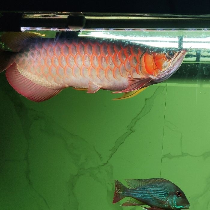 小紅龍兩年的變化（《魔獸世界》2019最后一月不求大紅大紫，天繼飛云評論：給力）
