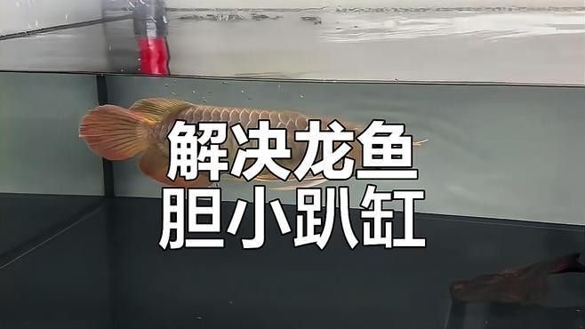 金龍魚適應新環境后會有哪些變化（金龍魚適應新環境后的變化）