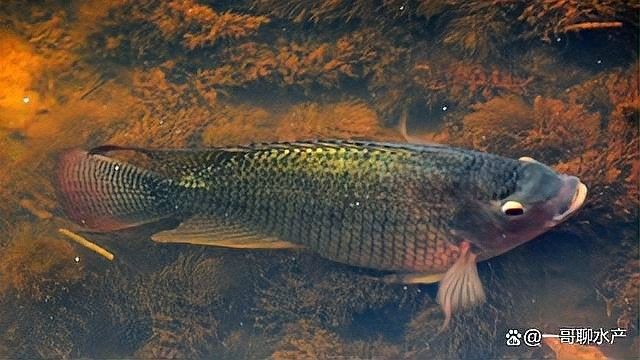 龍魚水霉病如何治療？（魚塘水霉病如何治療最快最有效） 龍魚水霉病如何治療？（魚塘水霉病如何治療最快最有效） 龍魚百科 第3張