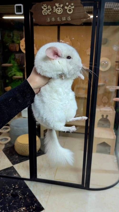 如何防止龍貓逃逸？（如何防止龍貓逃逸）