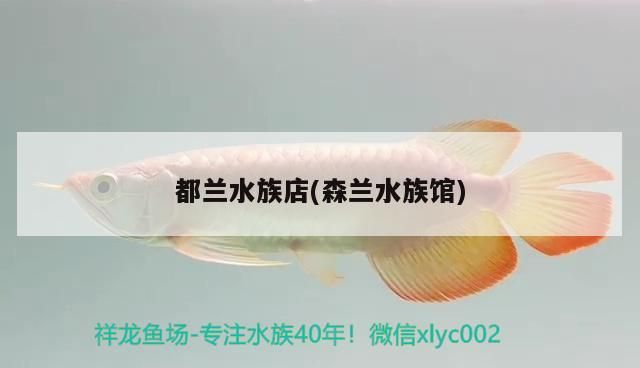 都蘭水族店(森蘭水族館)（東莞都蘭水族店）