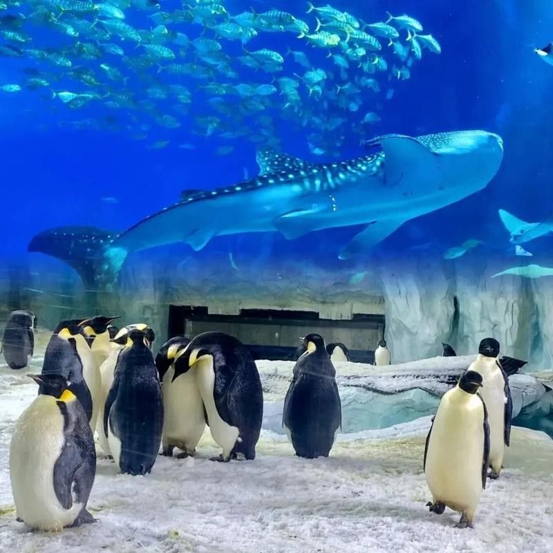 除了龍魚世家，珠海還有哪些水族館（國內最值得去的海洋館大盤點珠海長隆宇宙飛船樂園）