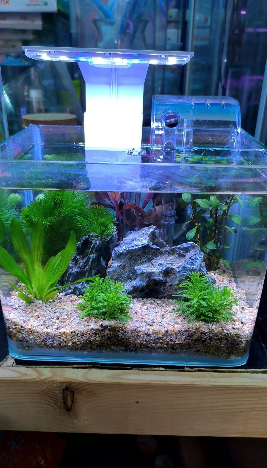 濉溪哪個水族館龍魚好？祥龍魚場龍魚（溪縣的龍魚愛好者們有福了，祥龍魚場是當(dāng)?shù)刂屦^之一）