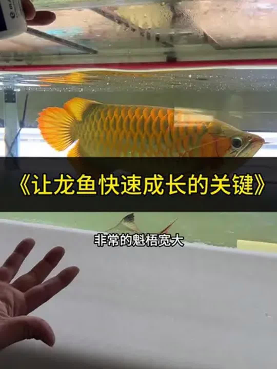 龍魚吃凍蝦不吃凍泥鰍（凍蝦和凍泥鰍，哪個更有營養？）