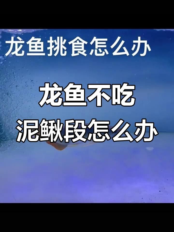 龍魚吃凍蝦不吃凍泥鰍（凍蝦和凍泥鰍，哪個更有營養？）