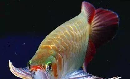 龍魚加鹽升溫需要幾天（龍魚加鹽升溫怎么辦）