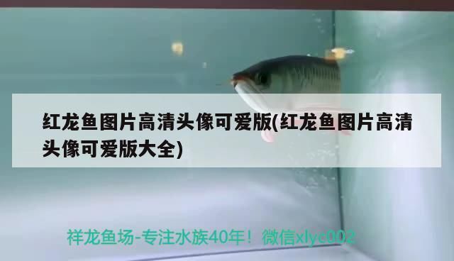 紅龍魚圖片高清頭像可愛版(紅龍魚圖片高清頭像可愛版大全)（紅龍魚圖片高清頭像可愛版）