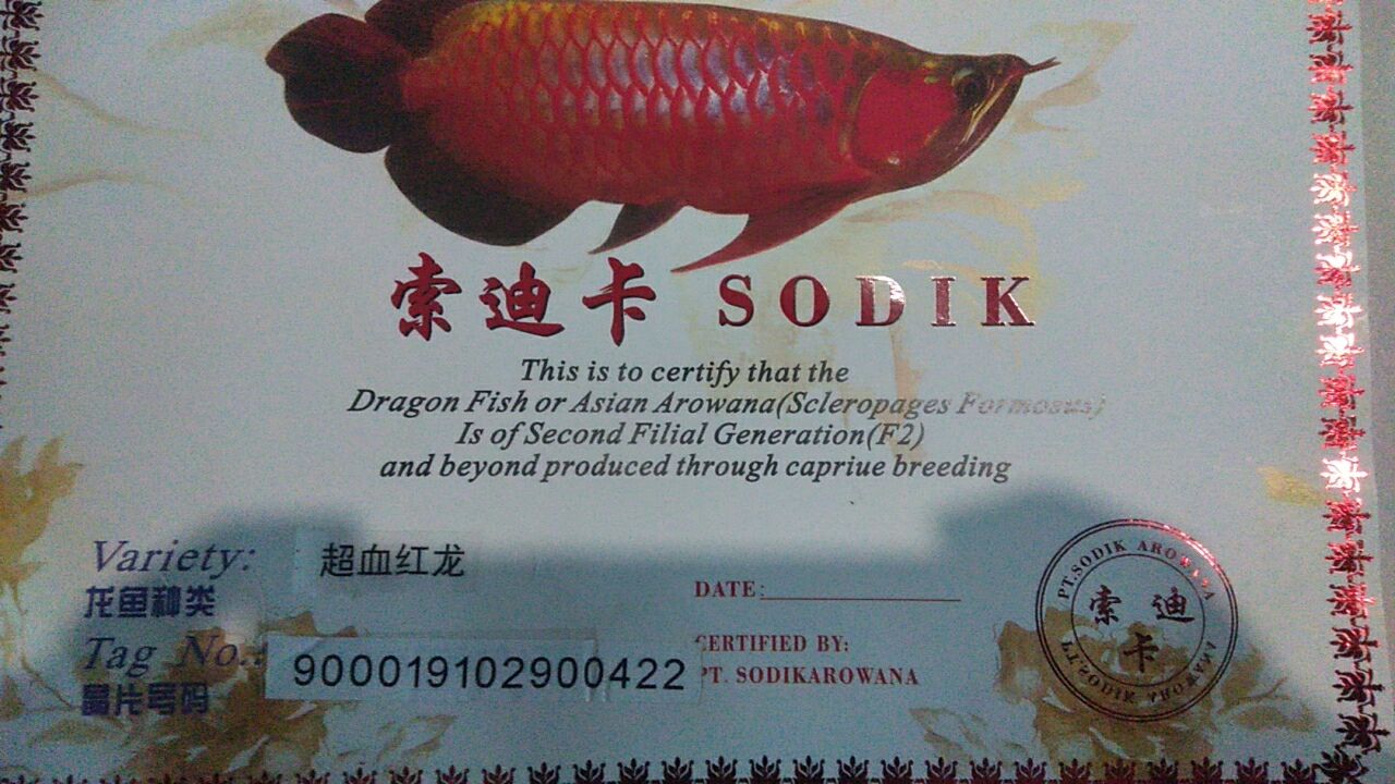 索迪卡紅龍20公分（索迪卡紅龍20公分是一種大型的觀賞魚，魚友：號半的干活）