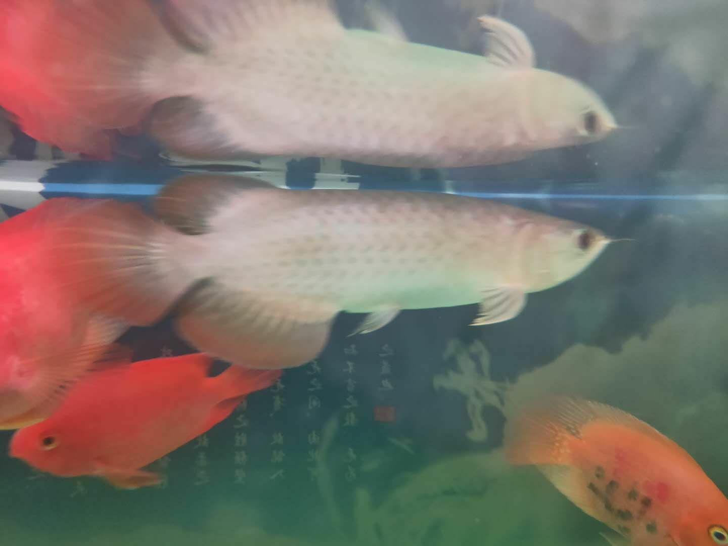 索迪卡紅龍20公分（索迪卡紅龍20公分是一種大型的觀賞魚，魚友：號半的干活）