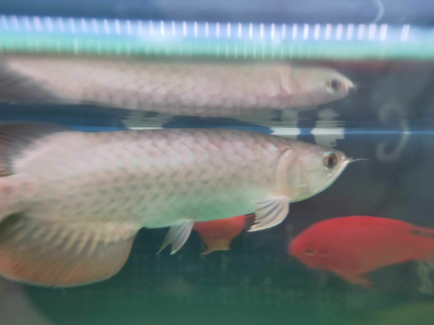 索迪卡紅龍20公分（索迪卡紅龍20公分是一種大型的觀賞魚，魚友：號半的干活）