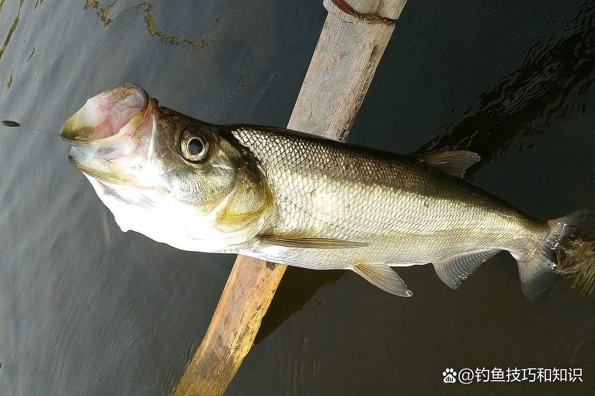 龍魚翹嘴的餌料有哪些？（釣翹嘴用什么餌料）