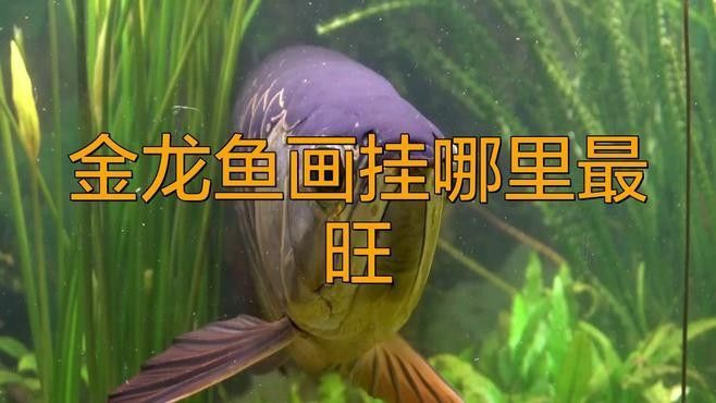 聚財金龍插畫的價格范圍（聚財金龍插畫哪個平臺有售）