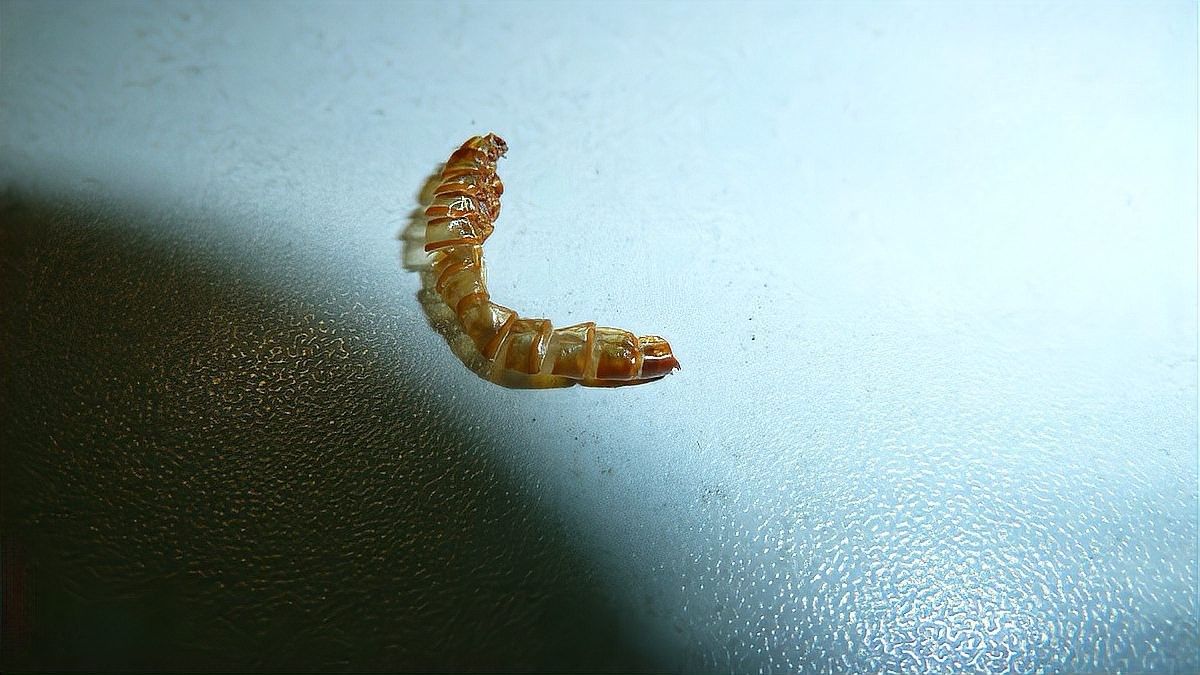 面包蟲釣魚十大忌諱（面包蟲釣魚十大忌諱劇癮雷達d）