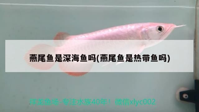 燕尾魚是深海魚嗎(燕尾魚是熱帶魚嗎)
