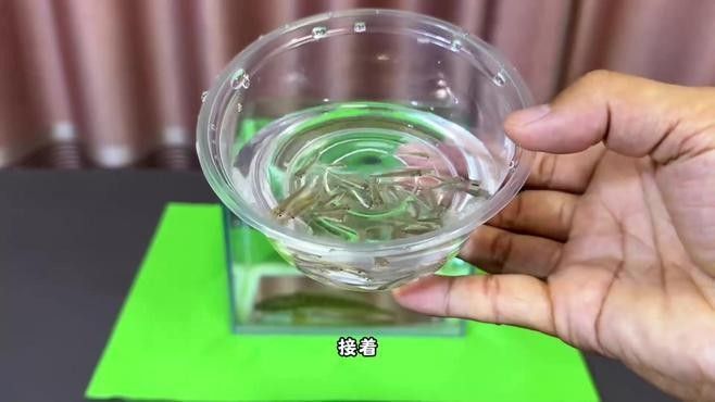 龍魚(yú)不吃什么小魚(yú)（龍魚(yú)不吃什么小魚(yú)實(shí)測(cè)汪醬拆家日志聽(tīng)拆家日志聽(tīng)）