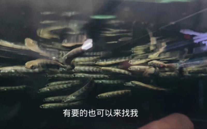 紅帝王雷龍魚苗的價格是多少