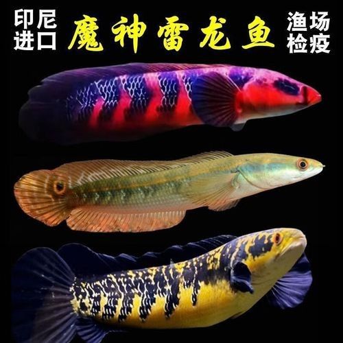 紅帝王雷龍魚苗的價格是多少