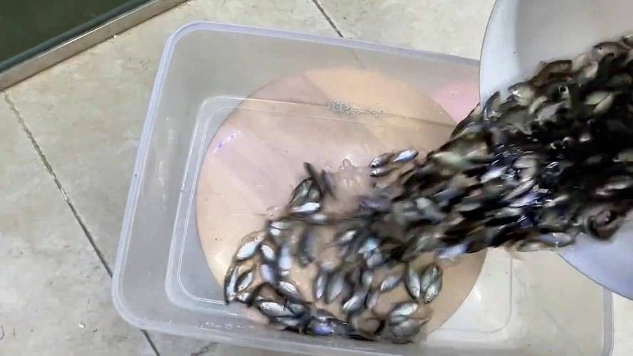 紅帝王雷龍魚苗的價格是多少