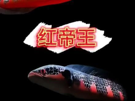 紅帝王雷龍魚苗的價格是多少