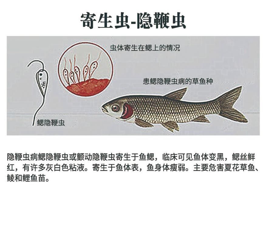 如何預防龍魚寄生蟲病？（如何預防養(yǎng)魚小藝,龍魚寄生蟲:了解常見癥狀和預防方法!）