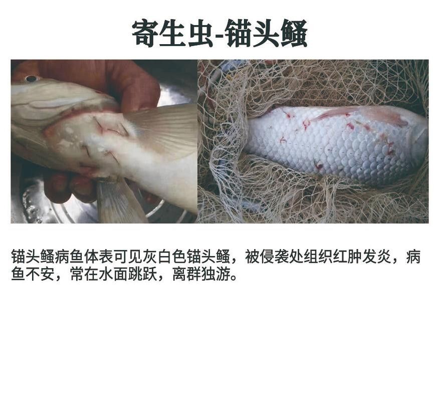 如何預防龍魚寄生蟲病？（如何預防養(yǎng)魚小藝,龍魚寄生蟲:了解常見癥狀和預防方法!）