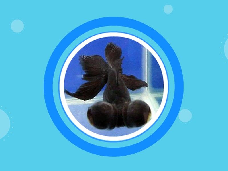 龍睛魚的主要產地有哪些
