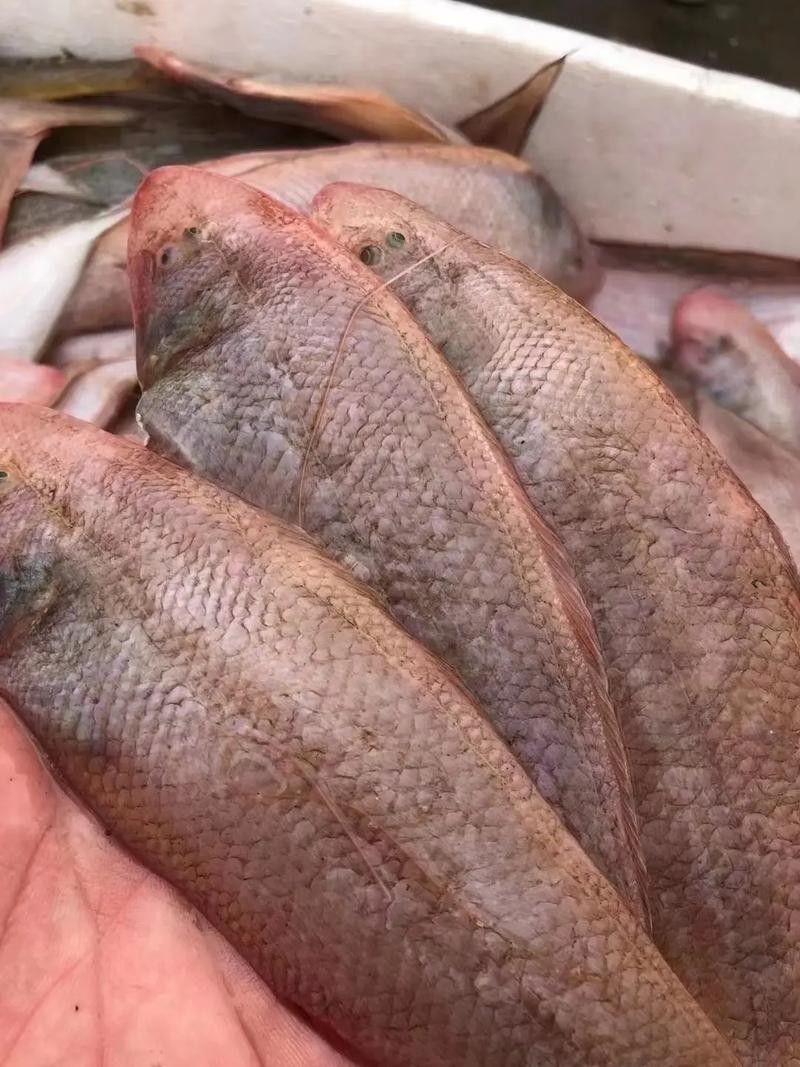 利通龍魚