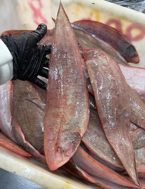 利通龍魚