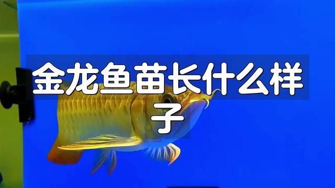 如何辨別金龍魚苗的品種？（如何鑒別金龍魚苗的品種）