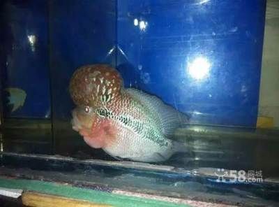 葫蘆島觀賞魚市場：葫蘆島觀賞魚市場是一個值得一游的好地方葫蘆島觀賞魚市場