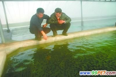 葫蘆島觀賞魚市場：葫蘆島觀賞魚市場是一個值得一游的好地方葫蘆島觀賞魚市場