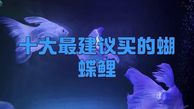 蝴蝶鯉十大名牌排名（蝴蝶鯉十大名牌排名蝴蝶鯉魚糧哪個(gè)牌子好）