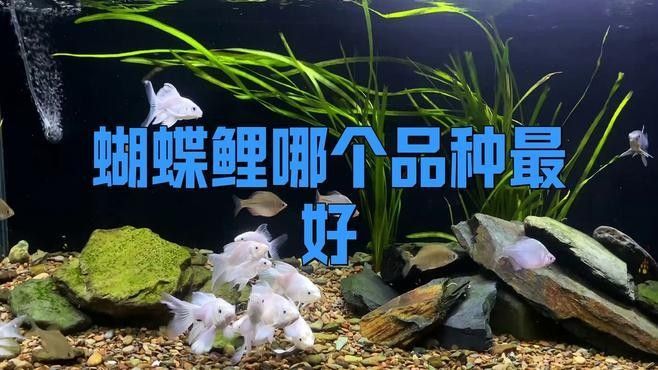 蝴蝶鯉十大名牌排名（蝴蝶鯉十大名牌排名蝴蝶鯉魚糧哪個(gè)牌子好）