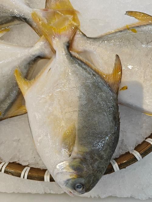 廣東湛江金鯧魚