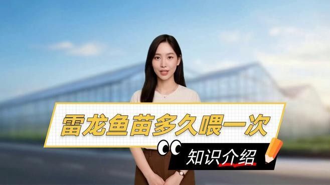 黑魔神雷龍魚多久喂一次？