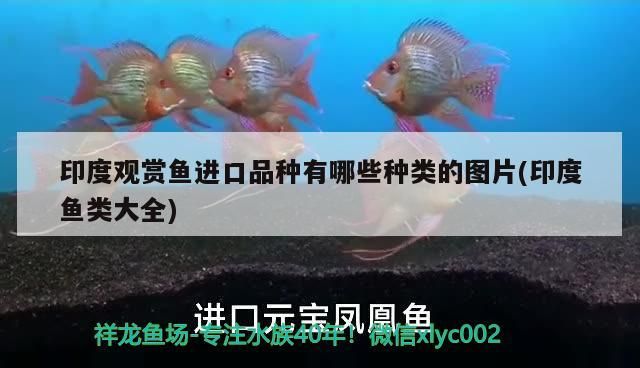 定西觀賞魚市場(chǎng)看著舒服