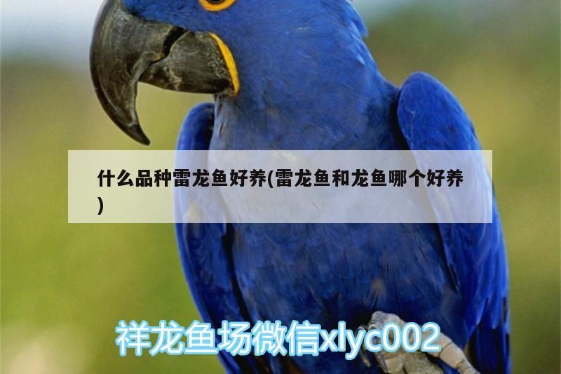 什么品種雷龍魚好養(雷龍魚和龍魚哪個好養)