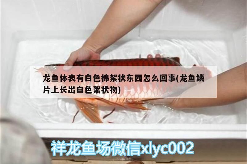 龍魚體表有白色棉絮狀東西怎么回事(龍魚鱗片上長出白色絮狀物)